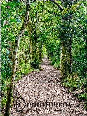 Drumhierny Woodland Hideaway  | Leitrim Village, Co. Leitrim | Photo Gallery - 56